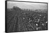 Potato Fields-Ansel Adams-Framed Stretched Canvas