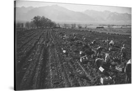 Potato Fields-Ansel Adams-Stretched Canvas