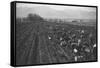 Potato Fields-Ansel Adams-Framed Stretched Canvas