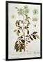 Potato Flowers, Plate from 'Herbarium Blackwellianum' Published 1757 in Nuremberg, Germany-Elizabeth Blackwell-Framed Giclee Print