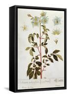 Potato Flowers, Plate from 'Herbarium Blackwellianum' Published 1757 in Nuremberg, Germany-Elizabeth Blackwell-Framed Stretched Canvas