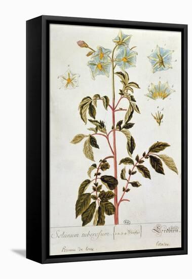 Potato Flowers, Plate from 'Herbarium Blackwellianum' Published 1757 in Nuremberg, Germany-Elizabeth Blackwell-Framed Stretched Canvas