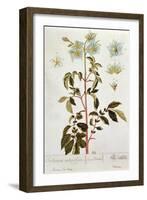 Potato Flowers, Plate from 'Herbarium Blackwellianum' Published 1757 in Nuremberg, Germany-Elizabeth Blackwell-Framed Giclee Print