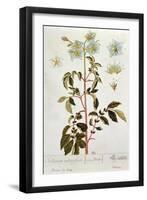 Potato Flowers, Plate from 'Herbarium Blackwellianum' Published 1757 in Nuremberg, Germany-Elizabeth Blackwell-Framed Giclee Print