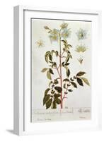 Potato Flowers, Plate from 'Herbarium Blackwellianum' Published 1757 in Nuremberg, Germany-Elizabeth Blackwell-Framed Giclee Print