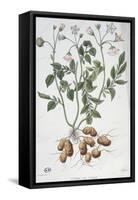 Potato Flowers-P Naudin-Framed Stretched Canvas