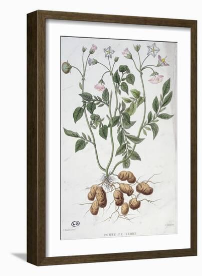 Potato Flowers-P Naudin-Framed Giclee Print