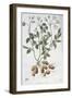 Potato Flowers-P Naudin-Framed Giclee Print