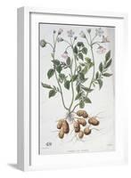 Potato Flowers-P Naudin-Framed Giclee Print