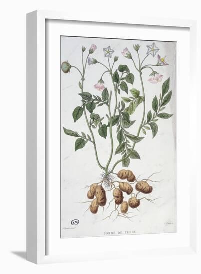 Potato Flowers-P Naudin-Framed Giclee Print