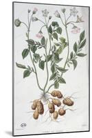 Potato Flowers-P Naudin-Mounted Giclee Print