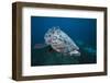 Potato Grouper (Epinephelus Tukula)-Reinhard Dirscherl-Framed Photographic Print