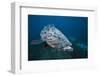 Potato Grouper (Epinephelus Tukula)-Reinhard Dirscherl-Framed Photographic Print