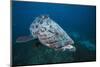 Potato Grouper (Epinephelus Tukula)-Reinhard Dirscherl-Mounted Photographic Print