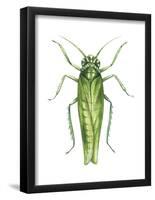 Potato Leafhopper (Empoasca Fabae), Insects-Encyclopaedia Britannica-Framed Poster