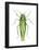 Potato Leafhopper (Empoasca Fabae), Insects-Encyclopaedia Britannica-Framed Poster