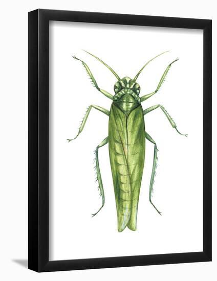 Potato Leafhopper (Empoasca Fabae), Insects-Encyclopaedia Britannica-Framed Poster