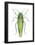 Potato Leafhopper (Empoasca Fabae), Insects-Encyclopaedia Britannica-Framed Poster