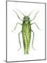 Potato Leafhopper (Empoasca Fabae), Insects-Encyclopaedia Britannica-Mounted Poster