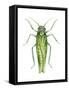 Potato Leafhopper (Empoasca Fabae), Insects-Encyclopaedia Britannica-Framed Stretched Canvas