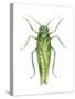 Potato Leafhopper (Empoasca Fabae), Insects-Encyclopaedia Britannica-Stretched Canvas