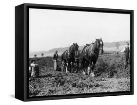 Potato Lifting Using Horses and Plough Near Rickmansworth Hertfordshire-Staniland Pugh-Framed Stretched Canvas