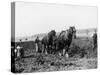 Potato Lifting Using Horses and Plough Near Rickmansworth Hertfordshire-Staniland Pugh-Stretched Canvas