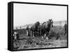 Potato Lifting Using Horses and Plough Near Rickmansworth Hertfordshire-Staniland Pugh-Framed Stretched Canvas