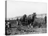 Potato Lifting Using Horses and Plough Near Rickmansworth Hertfordshire-Staniland Pugh-Stretched Canvas