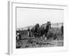 Potato Lifting Using Horses and Plough Near Rickmansworth Hertfordshire-Staniland Pugh-Framed Photographic Print