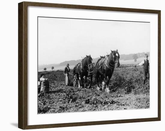 Potato Lifting Using Horses and Plough Near Rickmansworth Hertfordshire-Staniland Pugh-Framed Photographic Print