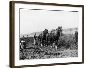 Potato Lifting Using Horses and Plough Near Rickmansworth Hertfordshire-Staniland Pugh-Framed Photographic Print