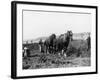 Potato Lifting Using Horses and Plough Near Rickmansworth Hertfordshire-Staniland Pugh-Framed Photographic Print