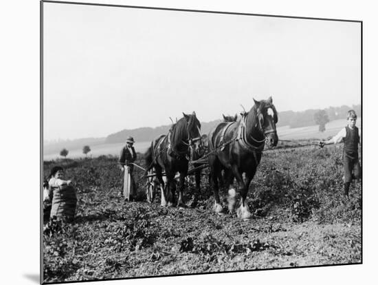 Potato Lifting Using Horses and Plough Near Rickmansworth Hertfordshire-Staniland Pugh-Mounted Photographic Print