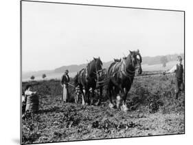 Potato Lifting Using Horses and Plough Near Rickmansworth Hertfordshire-Staniland Pugh-Mounted Photographic Print