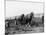 Potato Lifting Using Horses and Plough Near Rickmansworth Hertfordshire-Staniland Pugh-Mounted Photographic Print