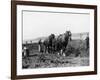 Potato Lifting Using Horses and Plough Near Rickmansworth Hertfordshire-Staniland Pugh-Framed Photographic Print