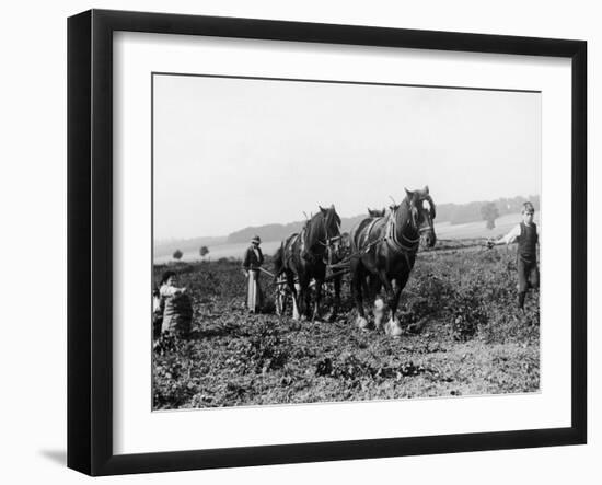 Potato Lifting Using Horses and Plough Near Rickmansworth Hertfordshire-Staniland Pugh-Framed Photographic Print