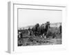 Potato Lifting Using Horses and Plough Near Rickmansworth Hertfordshire-Staniland Pugh-Framed Photographic Print