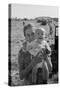 Potato Picking Mother with Baby-Dorothea Lange-Stretched Canvas