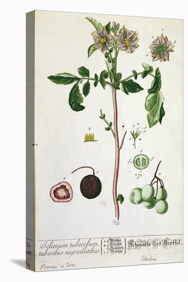 Potato Plant and Fruit, Plate from 'Herbarium Blackwellianum', Published 1757 in Nuremberg, Germany-Elizabeth Blackwell-Stretched Canvas