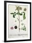 Potato Plant and Fruit, Plate from 'Herbarium Blackwellianum', Published 1757 in Nuremberg, Germany-Elizabeth Blackwell-Framed Giclee Print