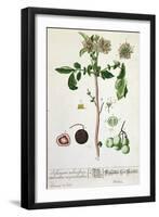 Potato Plant and Fruit, Plate from 'Herbarium Blackwellianum', Published 1757 in Nuremberg, Germany-Elizabeth Blackwell-Framed Giclee Print