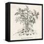 Potato Plant-null-Framed Stretched Canvas