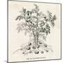 Potato Plant-null-Mounted Photographic Print