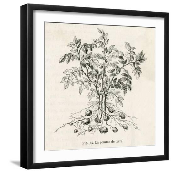 Photographic Print, , large