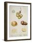 Potato Tubers, Plate from 'Herbarium Blackwellianum' Published in Nuremberg 1757-Elizabeth Blackwell-Framed Giclee Print