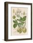 Potato-null-Framed Photographic Print