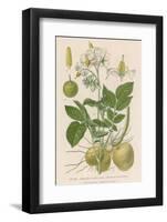 Potato-null-Framed Photographic Print