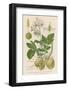 Potato-null-Framed Photographic Print